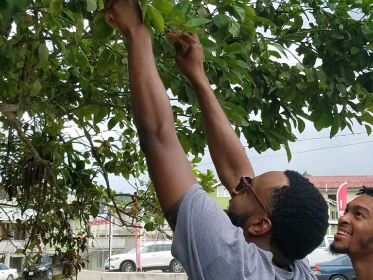 Students picking fruit in Belize